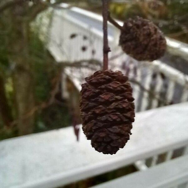 Alnus glutinosa Fruit