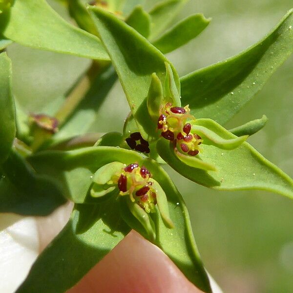 Euphorbia exigua Leaf
