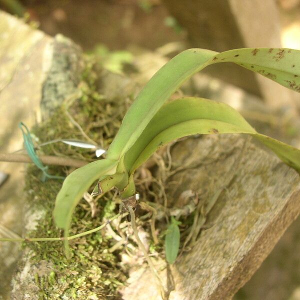 Angraecopsis parviflora Fuelha