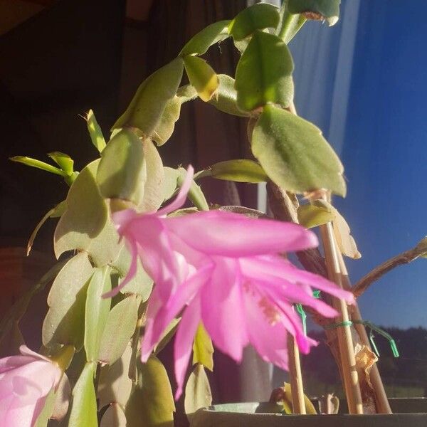 Schlumbergera russelliana Leaf