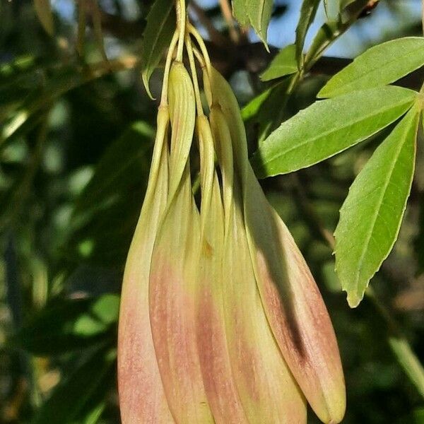 Fraxinus angustifolia Fruto