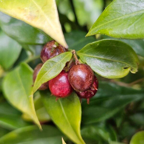 Sarcococca confusa Gyümölcs