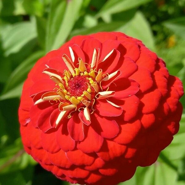 Zinnia elegans 花