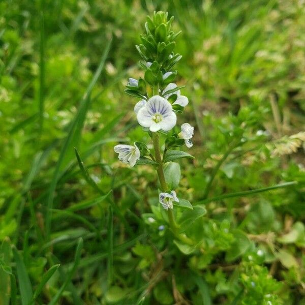 Veronica serpyllifolia Flower