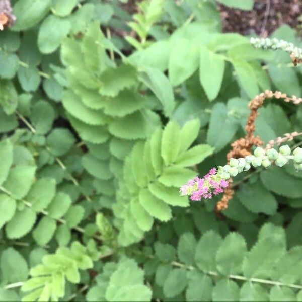 Dendriopoterium pulidoi Blomst