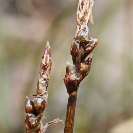 Carex rupestris Fruit