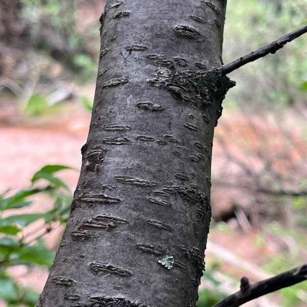 Betula occidentalis چھال