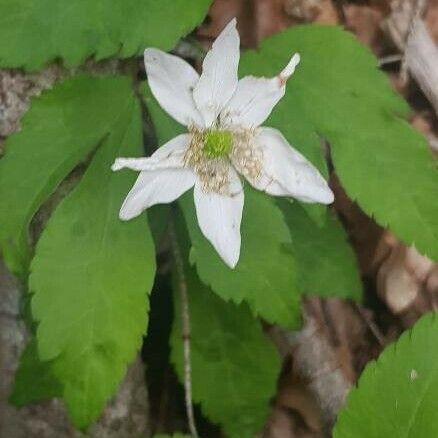 Anemone trifolia Цвят