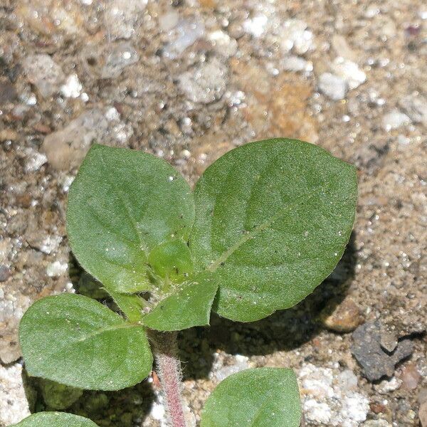 Alternanthera pungens Leaf