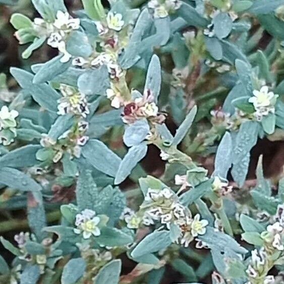 Polygonum aviculare Blomst