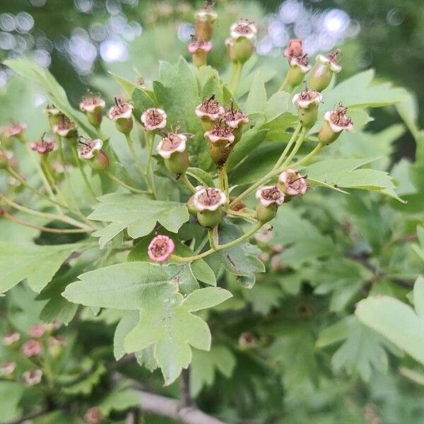 Crataegus rhipidophylla Frukt