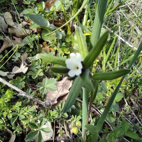 Buglossoides arvensis Lapas