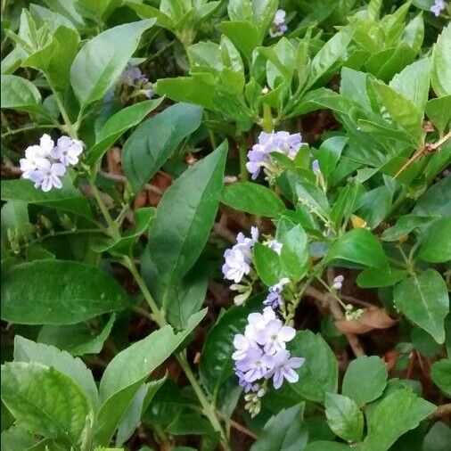 Claytonia sibirica Flor