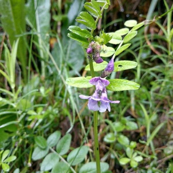 Vicia sylvatica Kvet