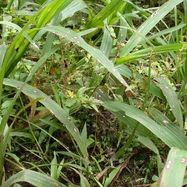 Ludwigia affinis Habit