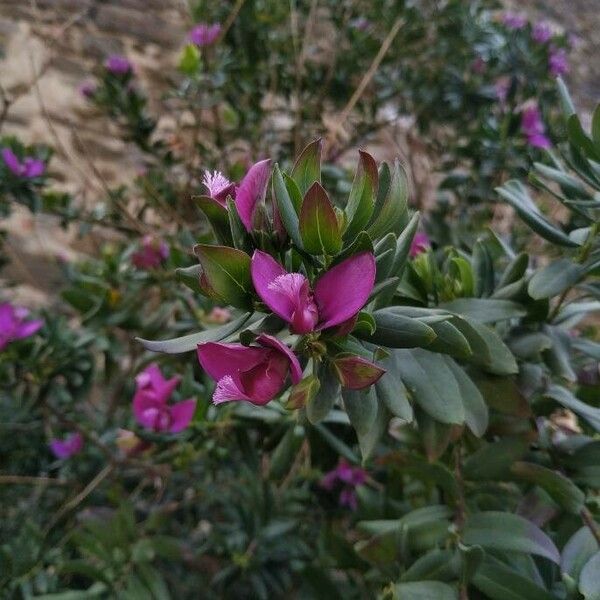 Polygala myrtifolia Flower