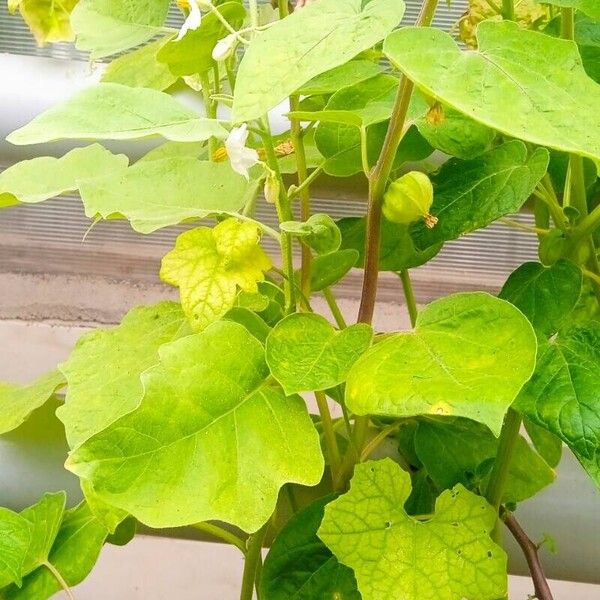 Physalis peruviana Hábito