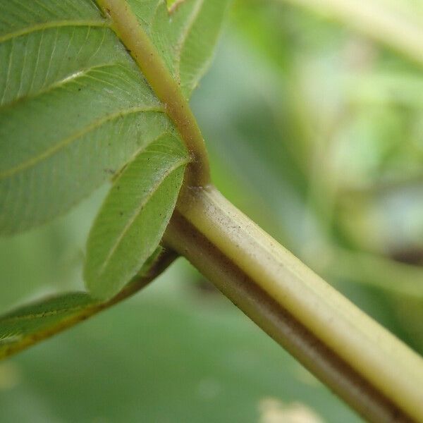 Thelypteris interrupta Leaf