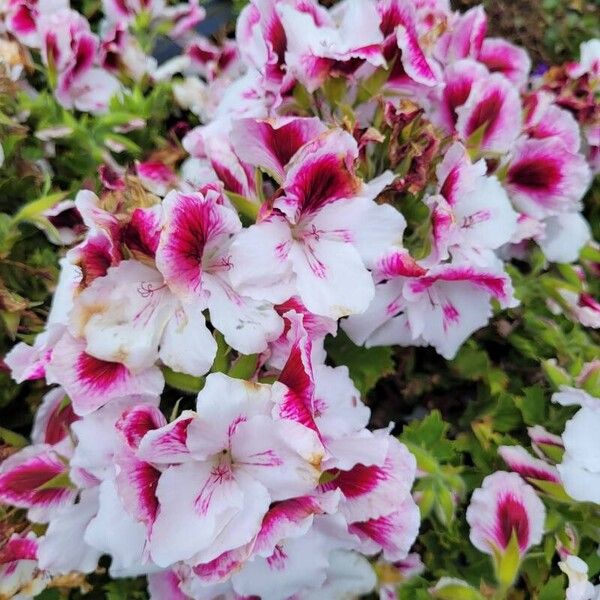 Pelargonium grandiflorum Flower