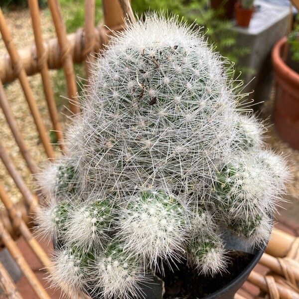 Mammillaria senilis Leaf