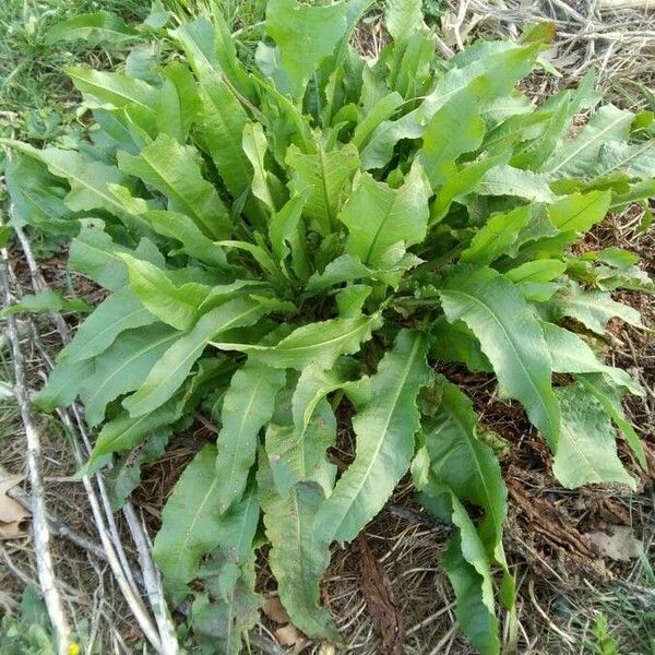 Rumex patientia عادت داشتن