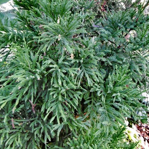 Cryptomeria japonica Yaprak