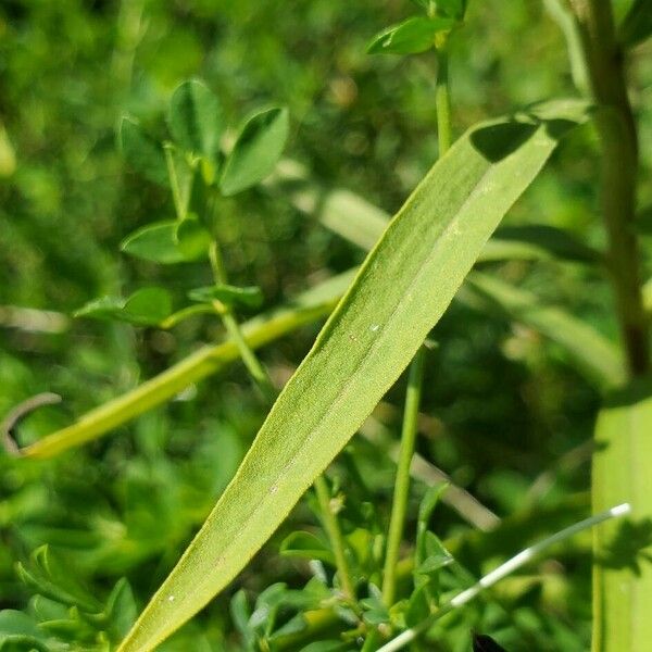 Euthamia graminifolia Fuelha