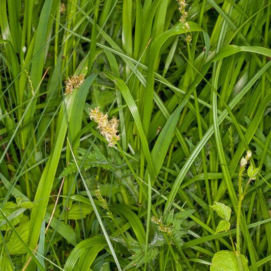 Carex otrubae Leaf