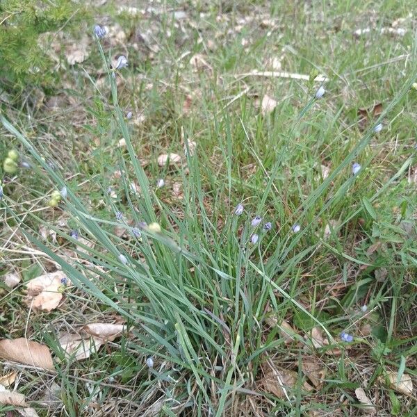 Sisyrinchium montanum Levél