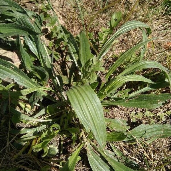 Plantago lanceolata Folla