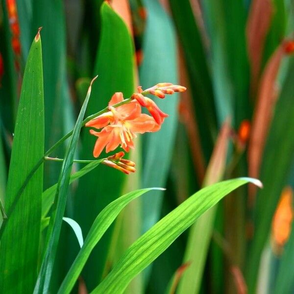 Crocosmia × crocosmiiflora Habitatea