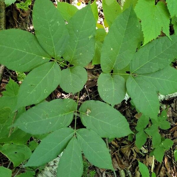 Aralia nudicaulis Levél