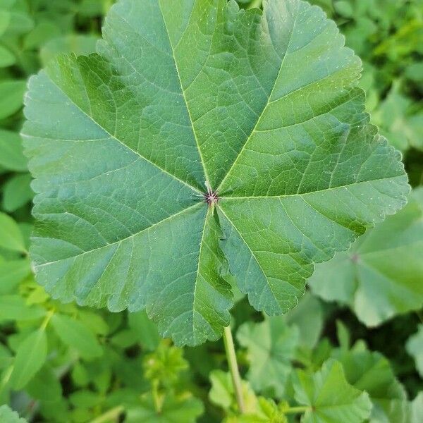 Malva verticillata Hoja