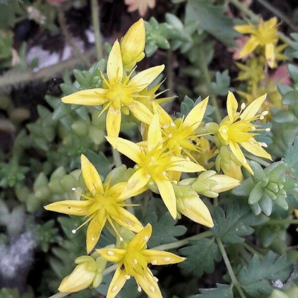 Sedum acre Bloem