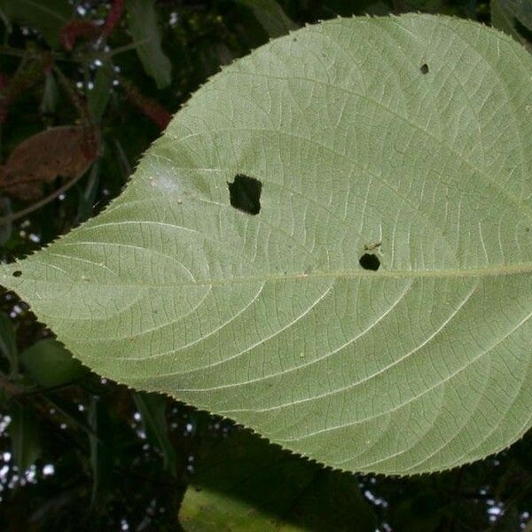 Acalypha macrostachya Leaf