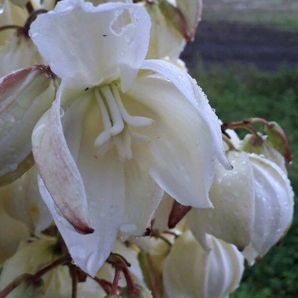 Yucca gloriosa Цвят