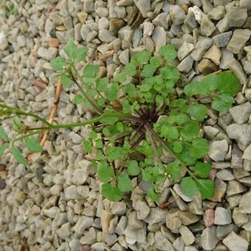 Cardamine hirsuta पत्ता