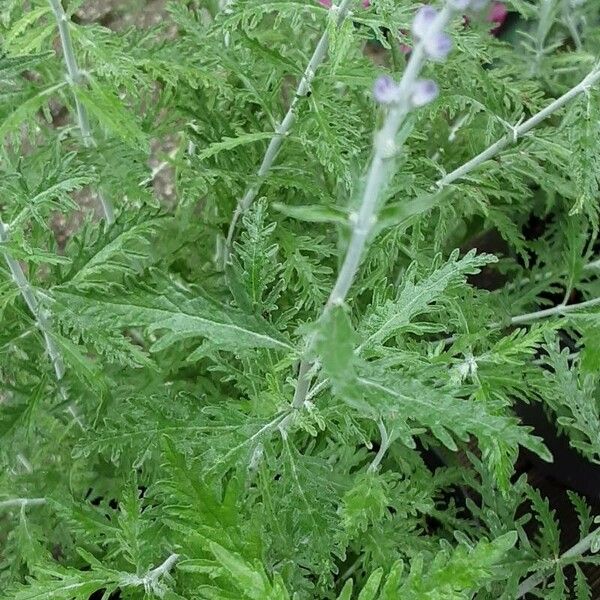 Salvia abrotanoides Leaf