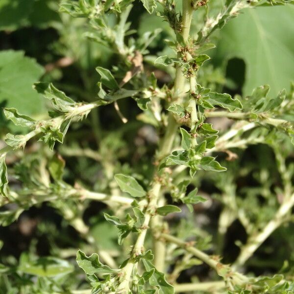 Amaranthus blitoides Плод