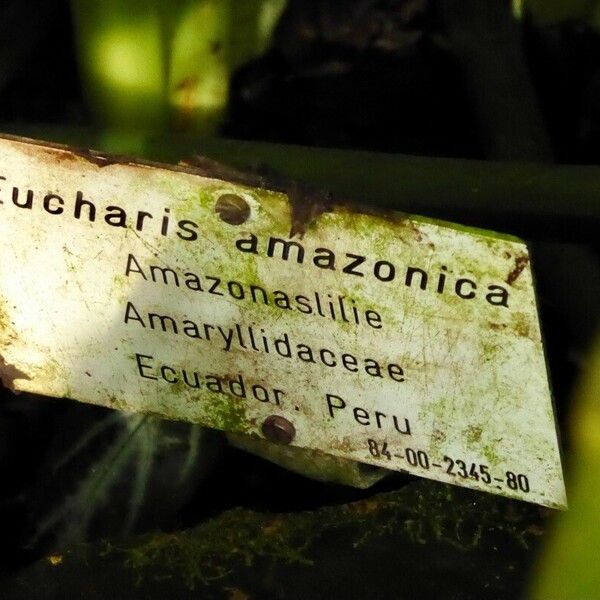 Urceolina amazonica Други