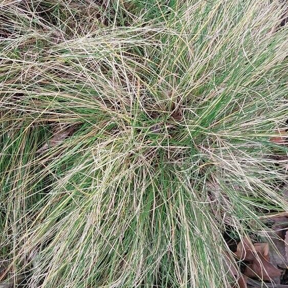 Festuca rubra Лист