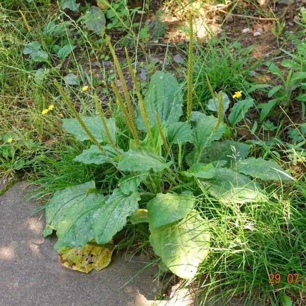 Plantago major Habitus