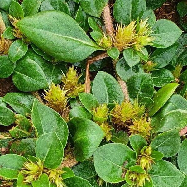 Alternanthera pungens Fruit