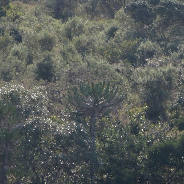 Euphorbia triangularis ശീലം