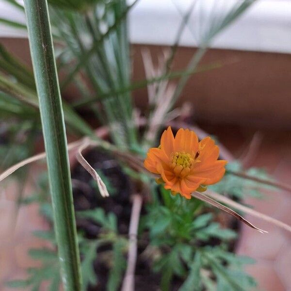 Cosmos caudatus Bloem