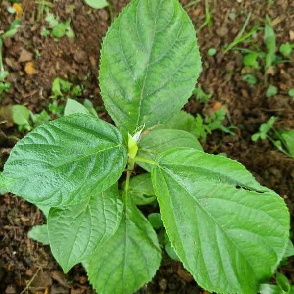 Corchorus olitorius Blatt