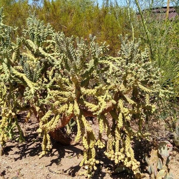 Cylindropuntia fulgida Leaf