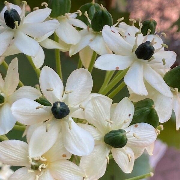 Melomphis arabica Flower