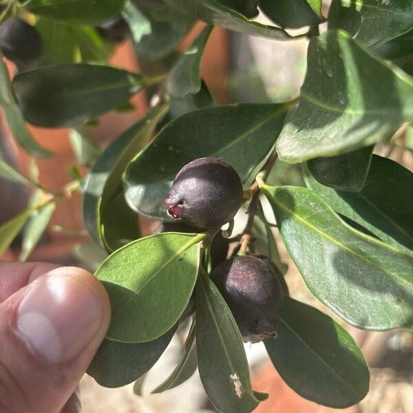 Psidium cattleyanum Ffrwyth