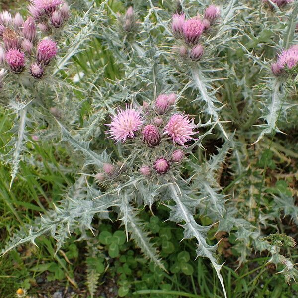 Carduus carlinoides その他の提案